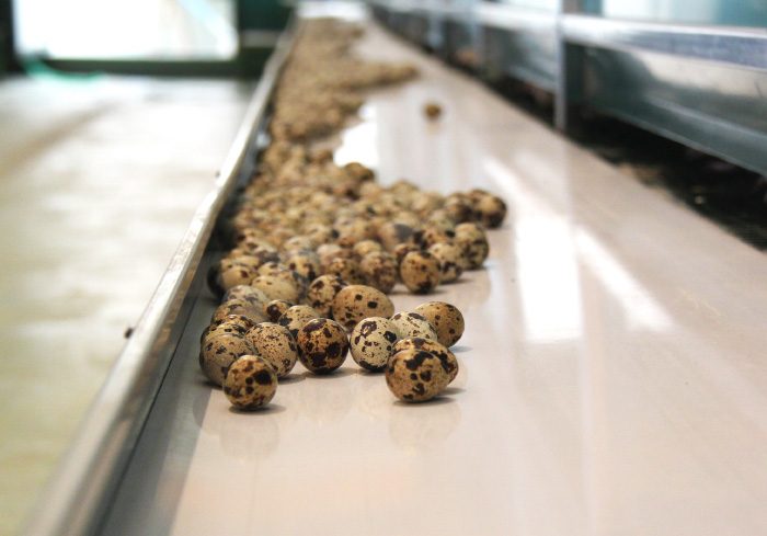 Quail eggs on the production line
