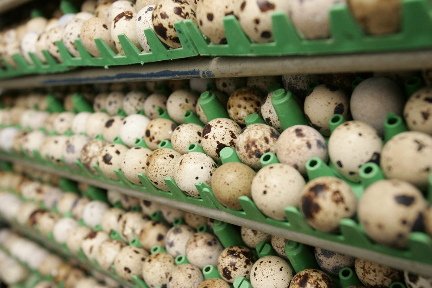 Quail eggs in the hatchery trays