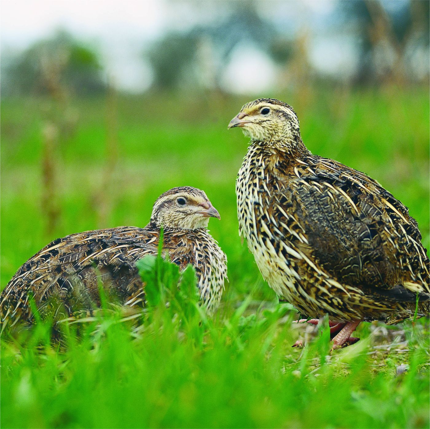 Quail reared outdoors on the ground
