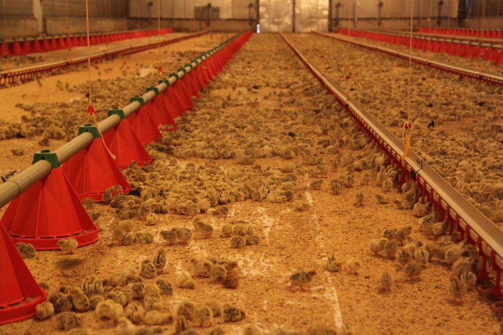 Quail chicks reared on the ground in an Urgasa farm