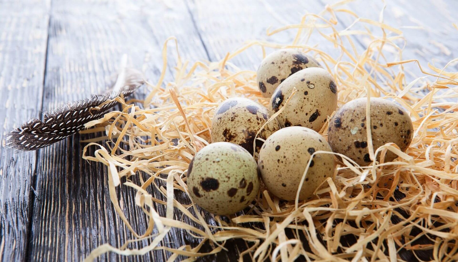 Spanish quail eggs in a straw nest
